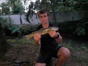 Brown Trout