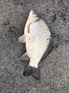 Crucian Carp