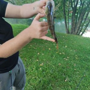 European Perch