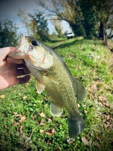Largemouth Bass