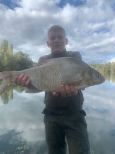 Common Bream