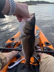 European Bass (Seabass)