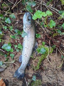 Rainbow Trout