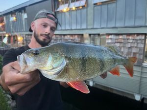 European Perch