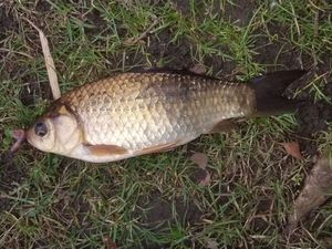 Crucian Carp