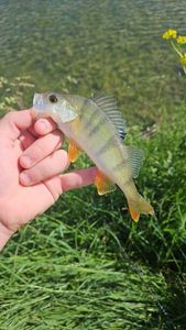 European Perch