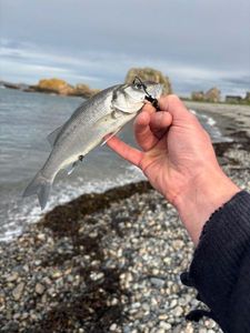European Bass (Seabass)