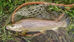 Truite de Mer