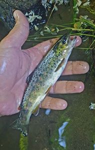 Brown Trout