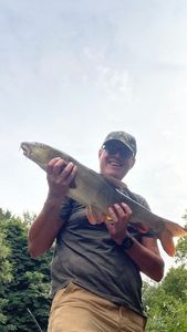 Barbel