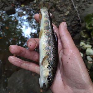 Brown Trout