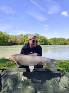 Grass Carp