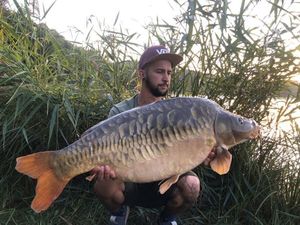 Mirror Carp