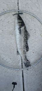 European Bass (Seabass)