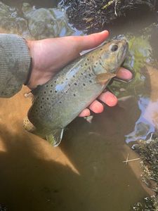Brown Trout