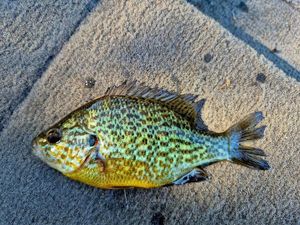 Green Sunfish