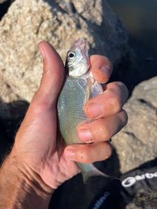 Common Bream