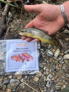 Brown Trout
