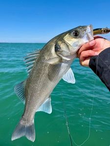 European Bass (Seabass)