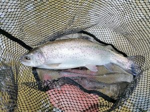 Rainbow Trout