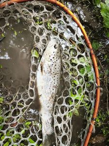 Brown Trout