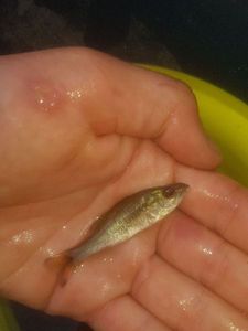 Largemouth Bass