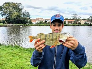 European Perch