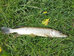 Northern Pike