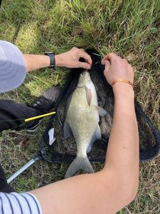 Common Bream