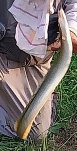 European Eel (Common Eel)