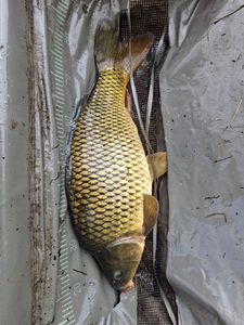 Common Carp