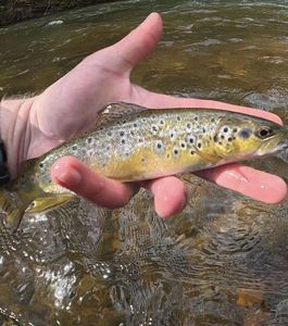 Brown Trout