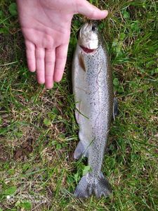 Rainbow Trout
