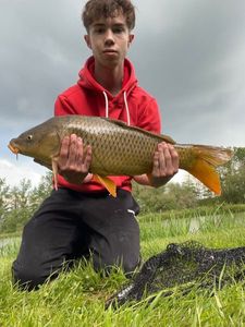 Common Carp