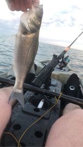 European Bass (Seabass)