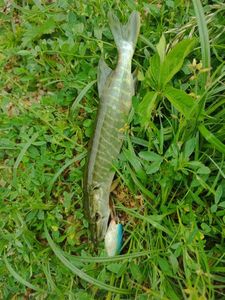Northern Pike