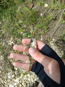 European Perch