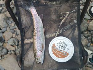 Rainbow Trout