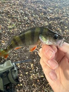 European Perch