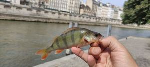 European Perch