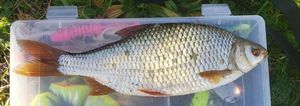 Roach