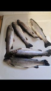 Rainbow Trout