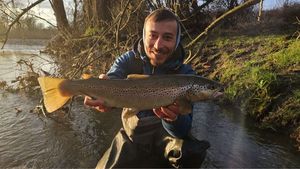 Brown Trout