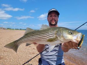 Striped Bass (Landlocked)