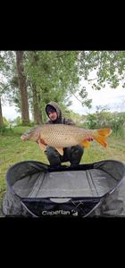 Common Carp