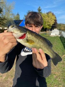 Largemouth Bass