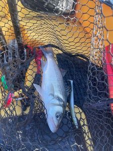 European Bass (Seabass)