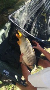 Common Carp