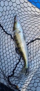 Zander