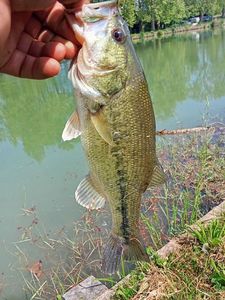 Largemouth Bass